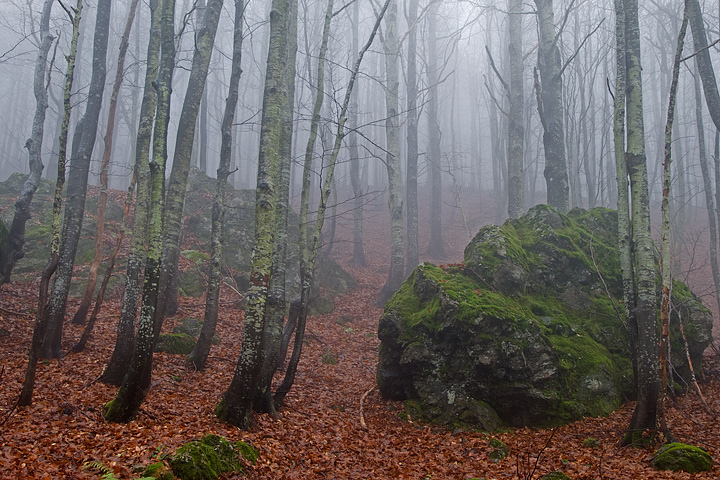 foliage, autunno, faggi val d'aveto